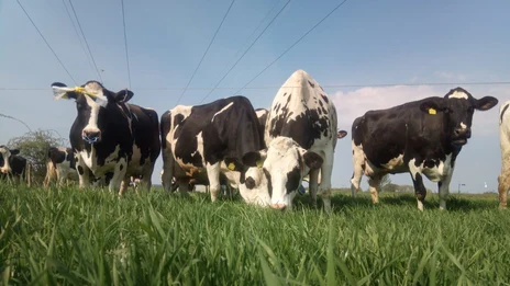 übergreifende Fachinfos Kuhherde auf der Weide