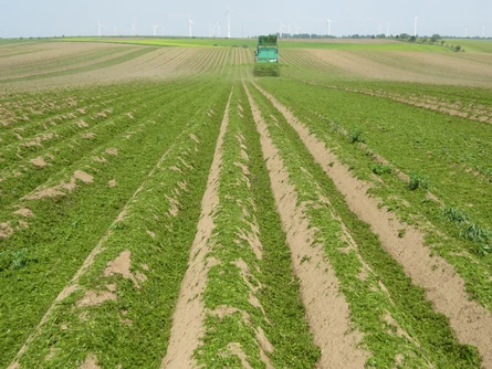 Mulch auf Kartoffeldämmen
