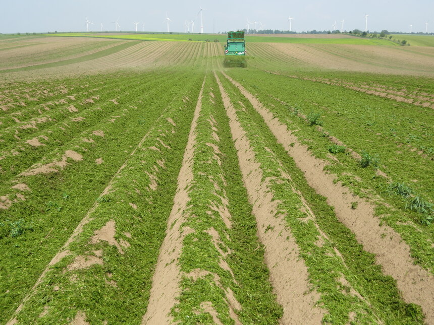 Mulch auf Kartoffeldämmen