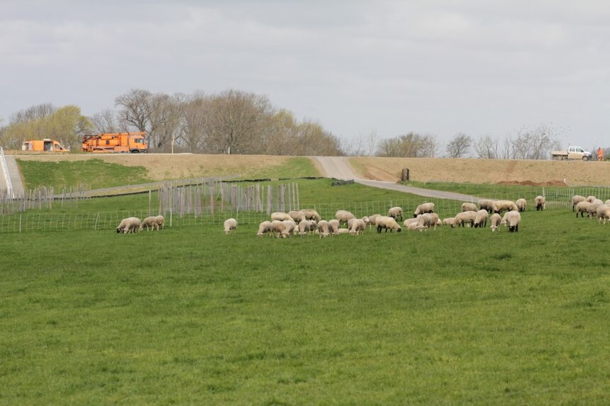 Austrieb der Schafe auf die Weide