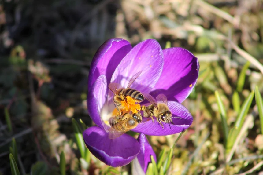 Bienen am Krokuss