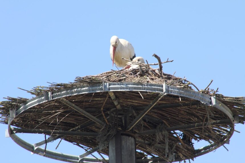 Köllitscher Storchepaar 2023 im Nest