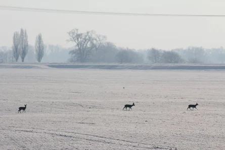 Rehe im Winter