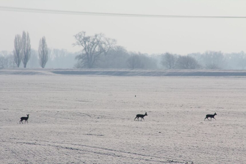 Rehe im Winter