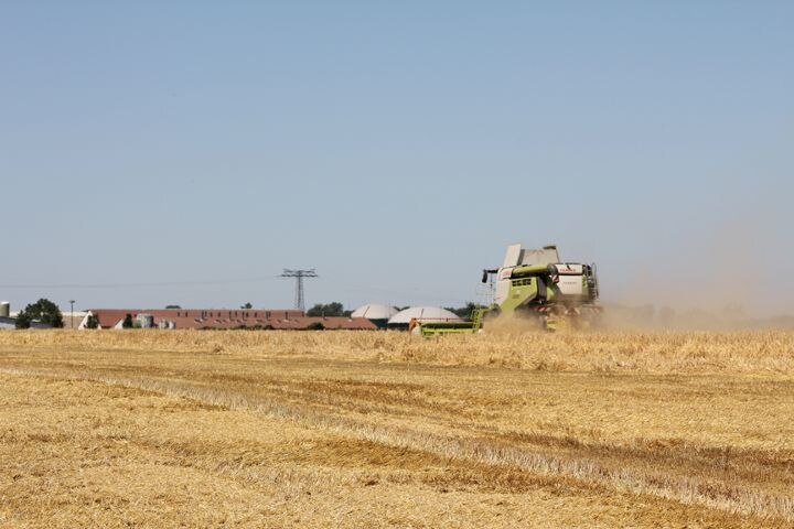 Mähdrescher erntet Wintergerste