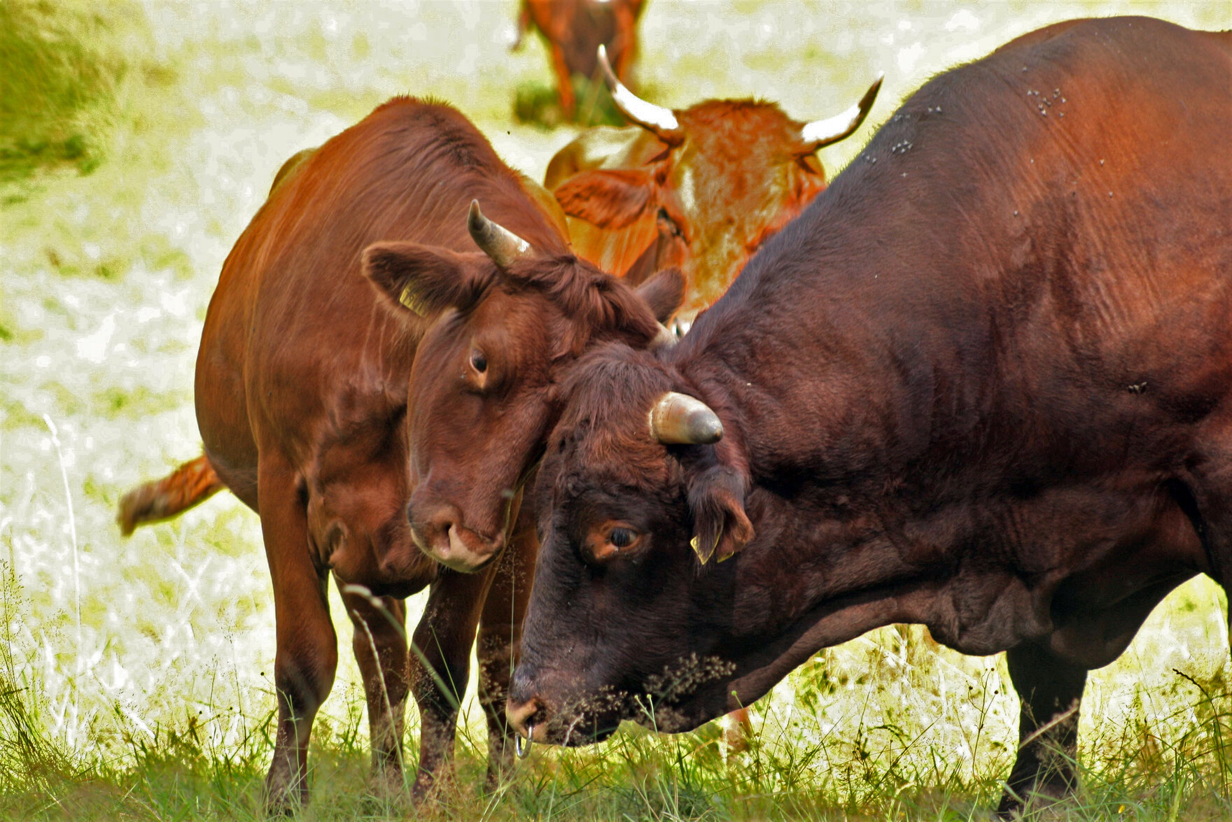 Limousin Rinder