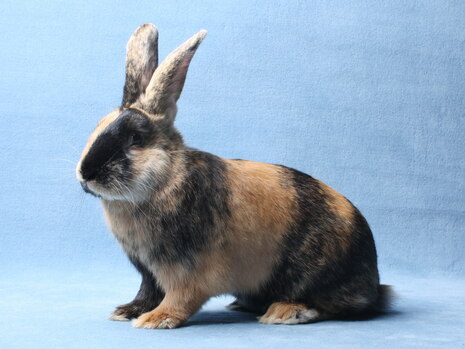 Japaner kaninchen