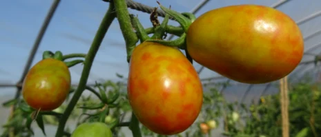 Tomaten mit Symptomen vom Jordanvirus