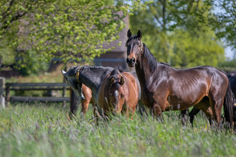 Junghengste in Graditz