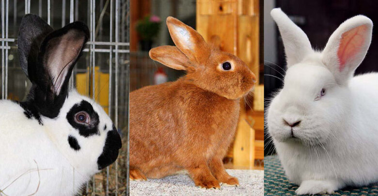 Riesenschecke, Sachsengold, Neuseeländer