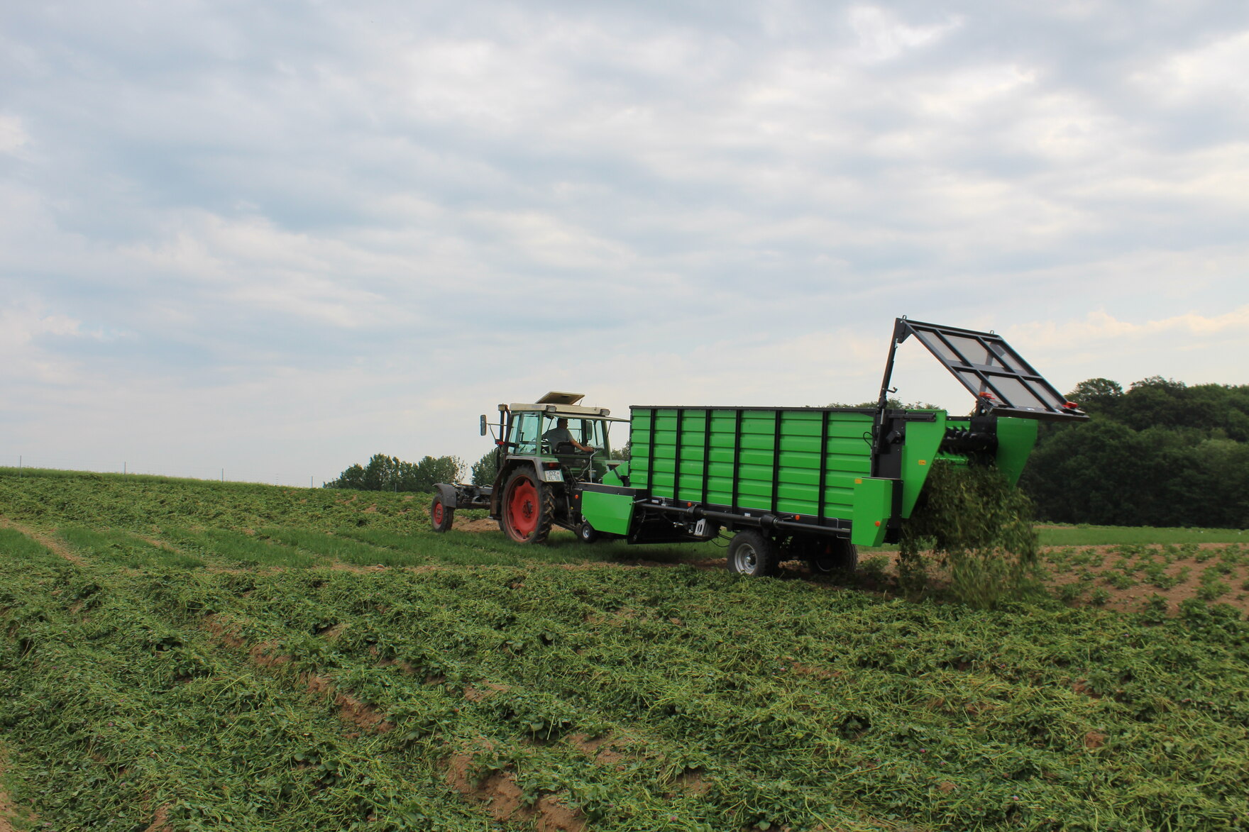 Transfermulch: Miststreuer streut Grasschnitt auf Kartoffeldämme