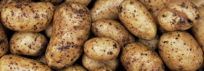 Kartoffelknollen