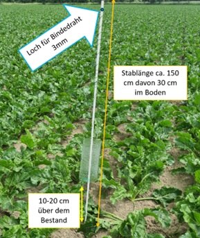 Klebetafel im Zuckerrübenbestand