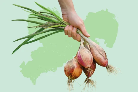 Teaserbox Praxislabor Feldgemuese u Dauerkulturen Kompetenzzentrum Ökologischer Landbau Teaserbox Praxislabor Feldgemuese u Dauerkulturen Kompetenzzentrum Ökologischer Landbau