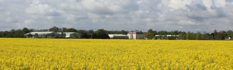 Rapsfeld Köllitsch