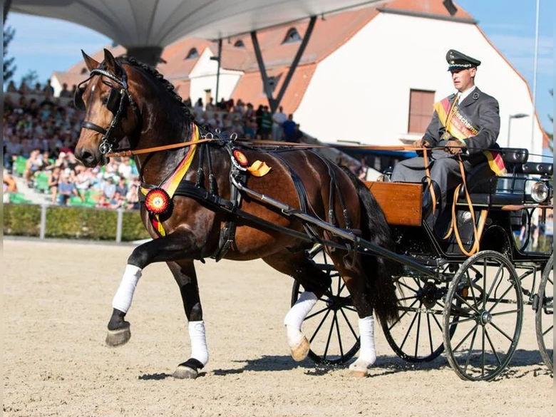 Schweres Warmblut Lancelo