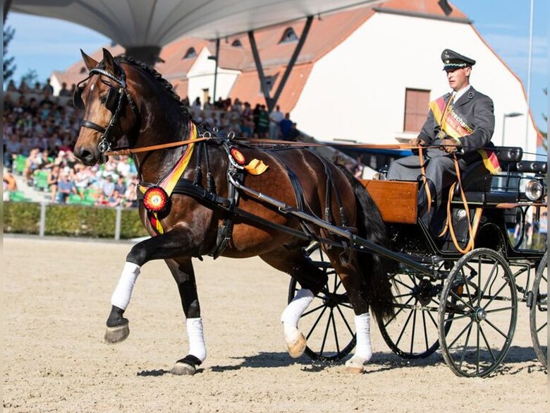 Schweres Warmblut Lancelo