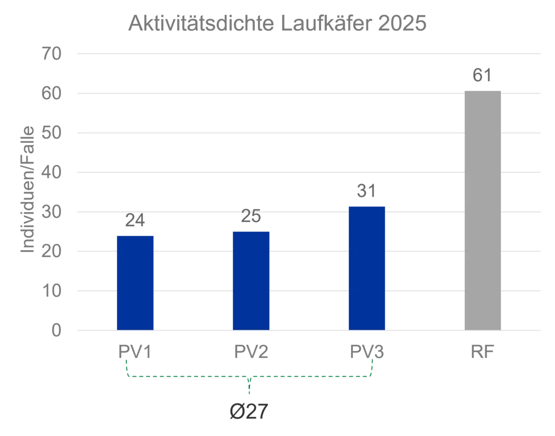 Aktivitätsdichte der Laufkäfer an den verschiedenen Messpunkten in der PV-Anlage und der Referenzfläche