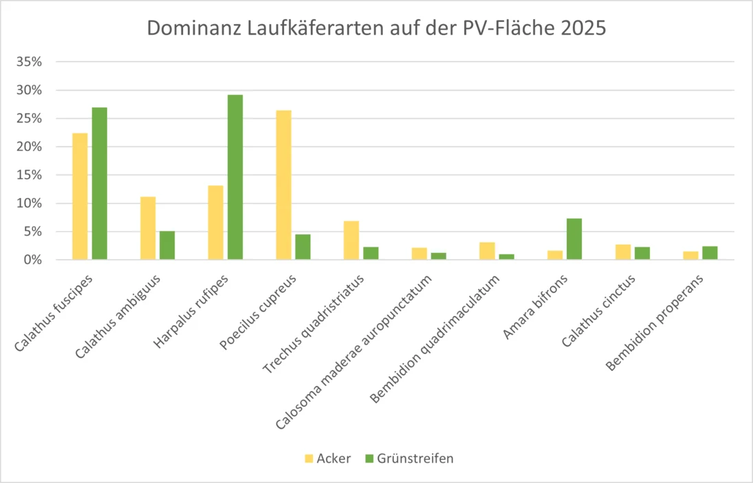 Dominanzen der Laufkäferarten im Acker- sowie Grünstreifen in der PV-Anlage