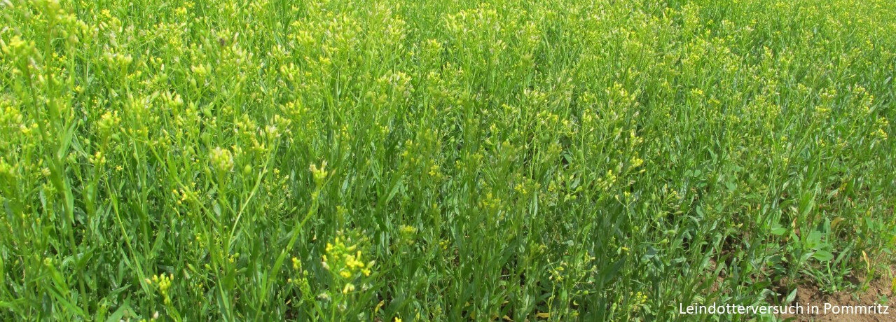Leindotter kurz vor der Blüte im Versuch in Pommritz