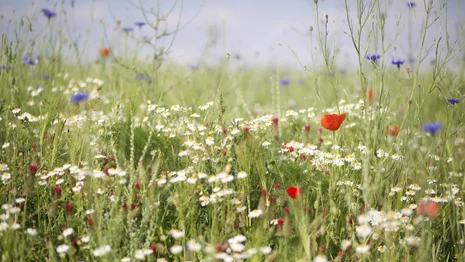 Blühstreifen mit Blüten