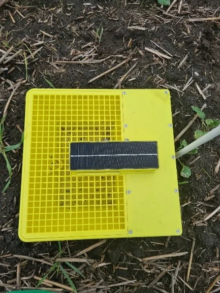 Digitale Gelbschale