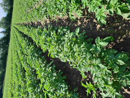 Schlag mit Kartoffelreihen