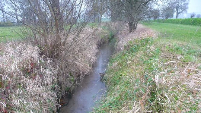 Bachlauf mit grasigem Ufer, Sträuchern und Gewässerrandstreifen in Agrarlandschaft