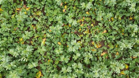 Leguminose Untersaat im Raps - Ackerbohne, Erbse