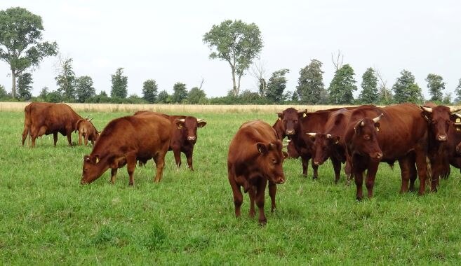 Herde der Rinderrasse Harzer Höhenvieh auf gründer Weide