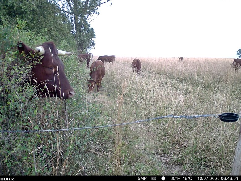 Rotbraune Rinder stehen an und in einer Feldhecke