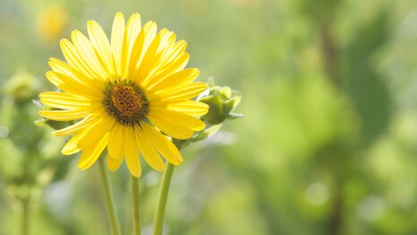 gelbe Silphieblüte