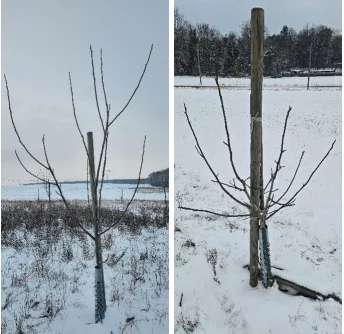 Walnussbäumchen im Winter
