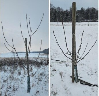 Walnussbäumchen im Winter