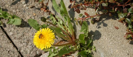 Blühender Löwenzahn zwischen Pflastersteinen