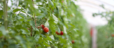 Tomatenanbau