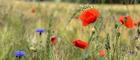 Mohn und Kornblume in Getreide Mohn und Kornblume in Getreide
