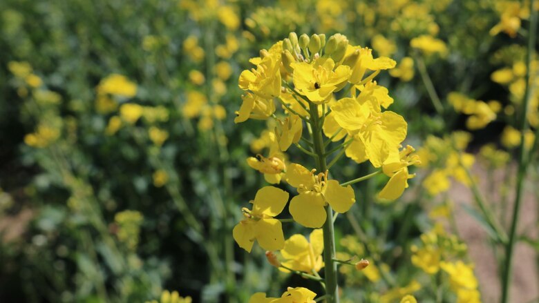 Nahaufnahme Rapsblüte