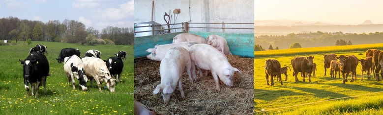 Mehrere Rinder auf einer grünen Wiese und Schweine im Stall.