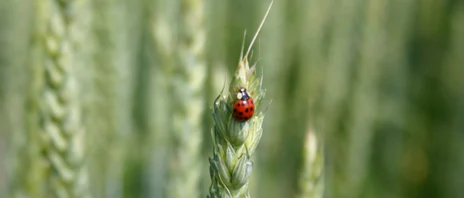 Getreide mit Marienkäfer Getreide mit Marienkäfer