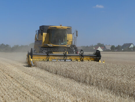 Weizenernte bei Nerchau