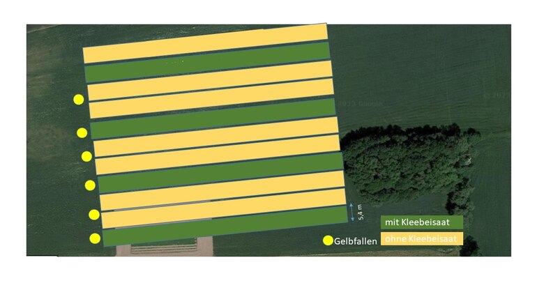 Parzellenübersicht Rapserdfloh