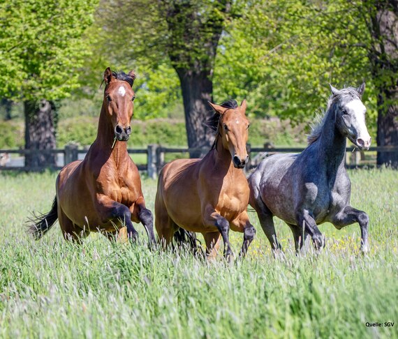 Pferde rennen auf der Weide