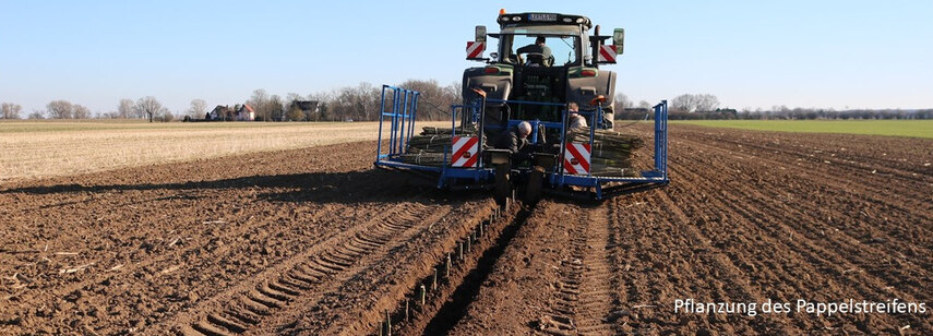 Pflanzung des Pappelstreifens