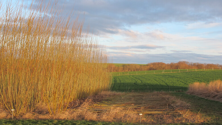 Plantage_Tortis_Nossen_16.01.23