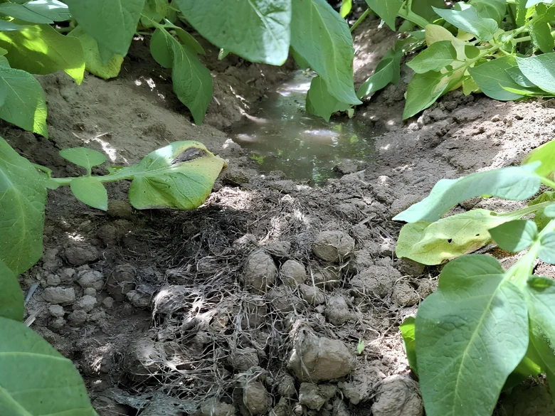 Dämme mit grünen Kartoffelpflanzen. Dazwischen ein Querdamm mit abgestorbener Untersaat. Hinter dem Querdamm staut sich Regenwasser.