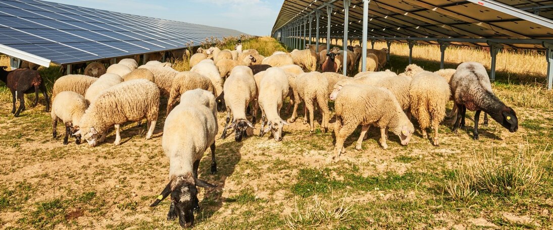 Schafe weiden unter Photovoltaikanlage
