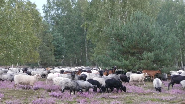 Schafe und Ziegen in der Heide