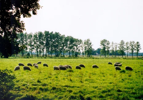 Weidende Schafe