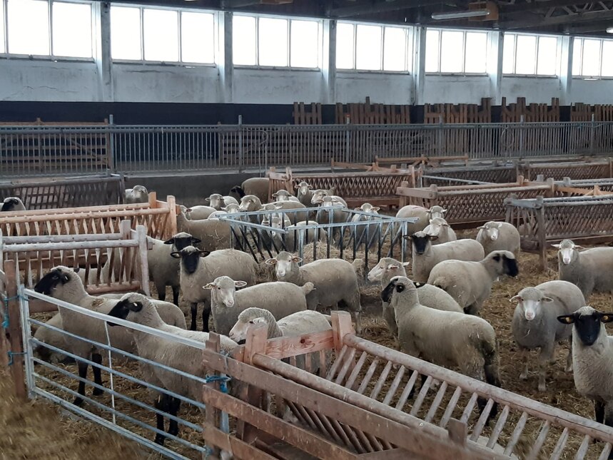 Herdbuchaufnahme im Schafstall